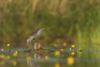 Black Tern (Chlidonias niger) feeding of juvenile, Netherlands