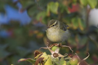 Yellow-browed Warbler (Phylloscopus inornatus), Schleswig-Holstein, Germany