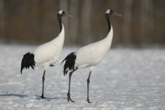 Red-crowned Crane (Grus japonensis), Hokkaido, Japan