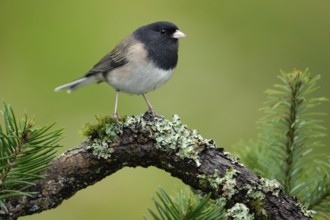 Oregon Junco (Junco hyemalis oreganus), British Columbia, Canada