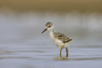 Black-winged Stilt (Himantopus himantopus) chick foraging, North Rhine-Westphalia, Germany
