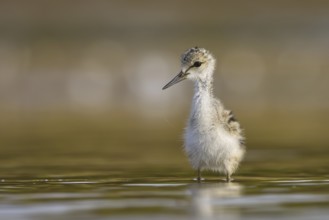 Black-winged Stilt (Himantopus himantopus) chick foraging, North Rhine-Westphalia, Germany