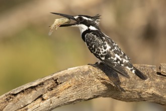 Pied Kingfisher (Ceryle rudis) with fish prey in its beak, Lake Baringo, Kenya
