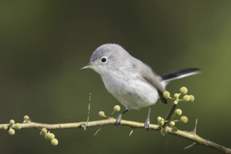 Blue-grey Gnatcatcher (Polioptila caerulea), Texas, USA