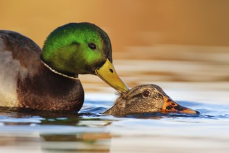 Mallard (Anas platyrhynchos) pair mating, British Columbia, Canada