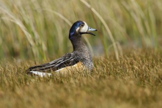Chiloe Wigeon (Mareca sibilatrix) at the edge of a small pond, Falkland Islands