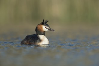Great Crested Grebe (Podiceps cristatus), North Rhine-Westphalia, Germany
