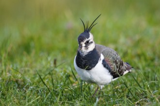 Northern Lapwing (Vanellus vanellus), Texel, Netherlands
