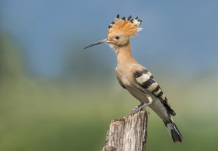Eurasian Hoopoe (Upupa epops) perched on a post, Aosta Valley, Italy