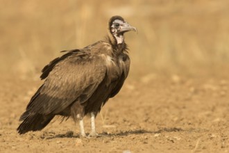 Hooded Vulture (Necrosyrtes monachus) juvenile, Gambia