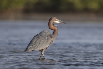 Goliath Heron (Ardea goliath), Senegal