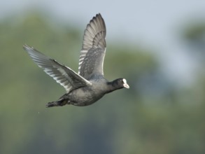 Eurasian Coot (Fulica atra) flying, West Bengal, India