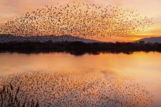 Spotless Starling (Sturnus unicolor), flock in flight over marsh, Galicia, Spain