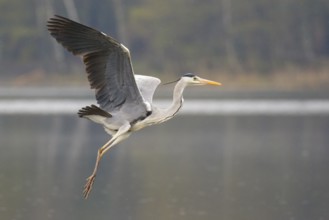 Grey Heron (Ardea cinerea) flying, Poland