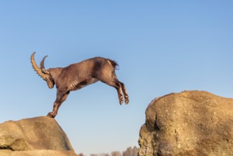 A male ibex (Capra ibex) leaps from rock to rock in the warm evening light. A blue sky can be seen