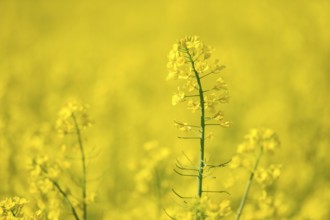 Close-up of bright yellow rape flowers against a blurred yellow background, Baden-Württemberg,