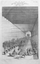 Growing, cultivating and overwintering citrus fruits, copperplate engraving from Nederlantze