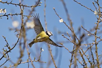 Blue tit (Parus caeruleus), in flight, Flachsee nature reserve, Freiamt, Canton Aargau, Switzerland