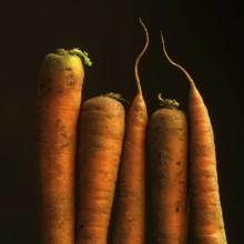 Five vibrant orange carrots, with earthy textures, are displayed together. The organic shapes