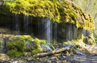Dietfurt Waterfall, a moss waterfall in the Wutach Gorge, Black Forest, Baden-Württemberg, Germany