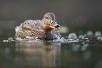 Nibbling fun... Mallard (Anas platyrhynchos), most common native duck, duck species, female takes