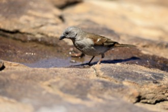 Damara Sparrow (Passer diffusus), adult, at the water's edge, Mountain Zebra National Park, Eastern