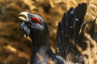 Close-up of a black bird with a red crest in a natural environment, capercaillie, cock (Tetrao