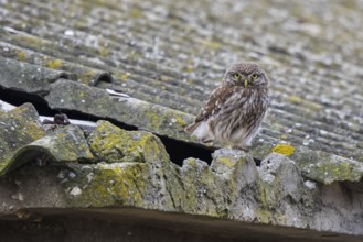 Little Owl (Athene noctua) perched on a roof, Lesvos, Greece