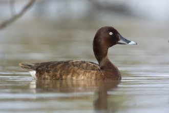 Hardhead (Aythya australis) male, Victoria, Australia