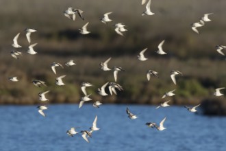 Kentish Plover (Charadrius alexandrinus) group flying, Mallorca, Spain