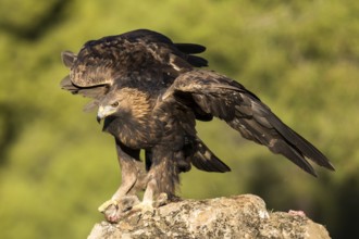 Golden Eagle (Aquila chrysaetos) male, Andalusia, Spain