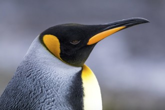 King Penguin (Aptenodytes patagonicus), Falkland Islands