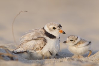 Piping Plover : Sandy Point : Plum Island, MA