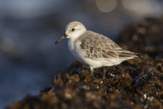 Sanderling (Calidris alba), Fuerteventura, Spain