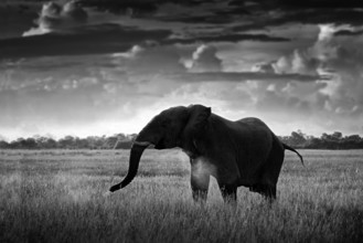 Black and white art photo. African safari. Elephant in the grass. Wildlife scene from nature,