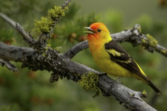 Western Tanager (Piranga ludoviciana) perched on a branch in the interior of British Columbia,