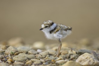 Little Ringed Plover (Charadrius dubius) chick, North Rhine-Westphalia, Germany