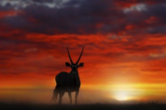 Gemsbok with orange sand dune evening sunset. Gemsbuck, Oryx gazella, large antelope in nature