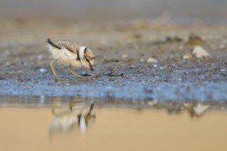 Little Ringed Plover (Charadrius dubius) chick at a waterhole, North Rhine-Westphalia, Germany