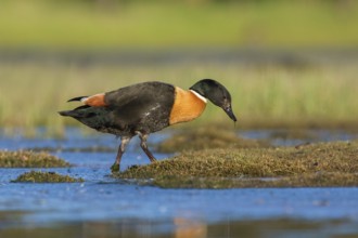 Australian Shelduck (Tadorna tadornoides) male, Victoria, Australia