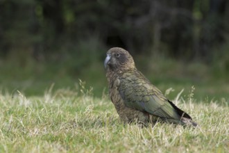 Kea (Nestor notabilis), South Island, New Zealand