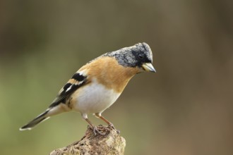 Brambling (Fringilla montifringilla) male, Lower Saxony, Germany
