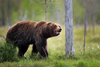 Bear standing, sit up on its hind legs, somerr forest with cotton grass. Dangerous animal in nature