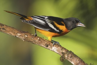 Baltimore Oriole (Icterus galbula) male, Costa Rica