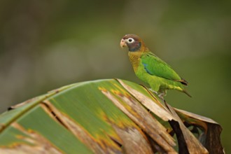Detail of parrot head. Brown-hooded Parrot, portrait of light green parrot with brown head on palm