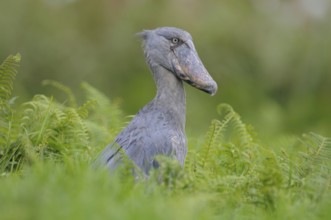 Shoebill (Balaeniceps rex), Uganda