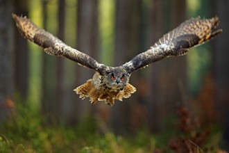 Flying Eurasian Eagle Owl with open wings, action wildlife scene from nature, Germany. Dark forest