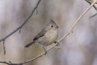 Oak Titmouse (Baeolophus inornatus), California, USA