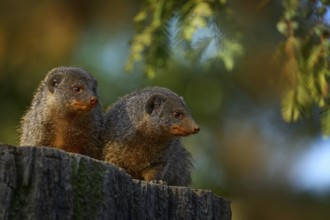 Banded mongoose, Mungos mungo, sitting tree trunk green vegetation. Wildlife from Africa. Cute