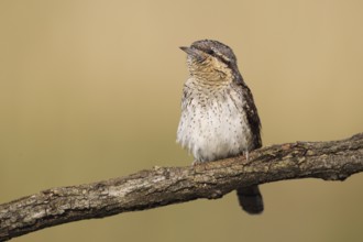 Eurasian Wryneck (Jynx torquilla), Baden-Wuerttemberg, Germany